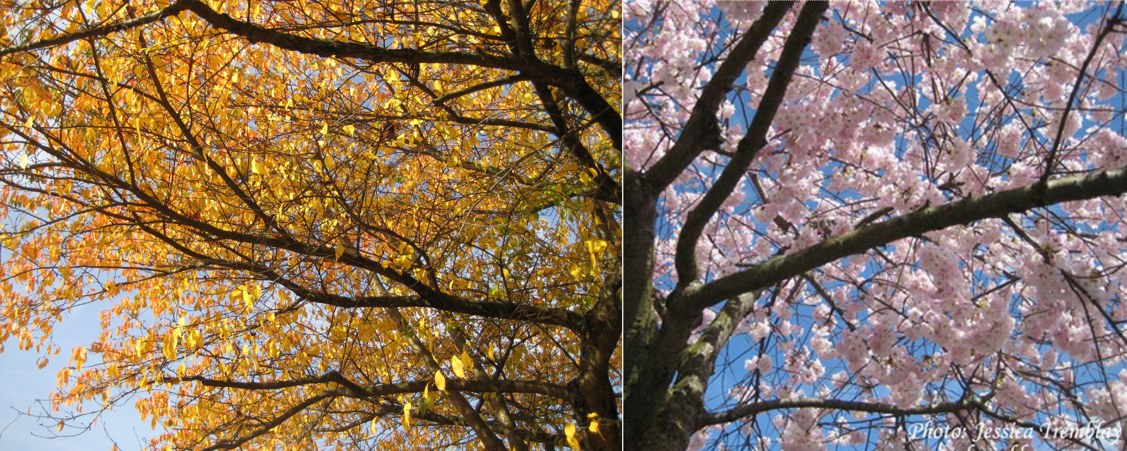 Осень к весне ревновать. Spring autumn. Autumn vs Fall. Autumn vs Spring. Spring&Fall.