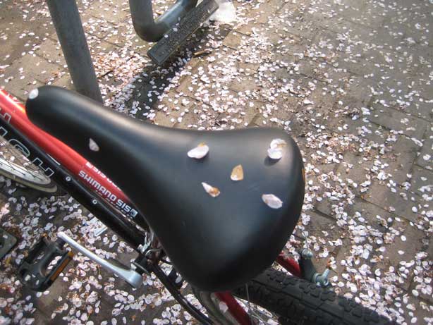 Bicycle with cherry petals 