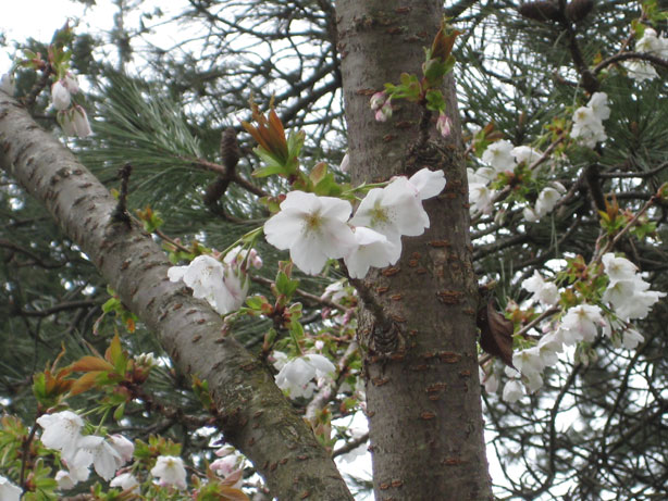 Great White Cherry at Van Dusen Botanical Garden April 7 2013