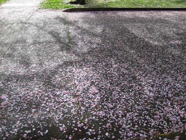 Kanzan cherry blossoms fallen petals
