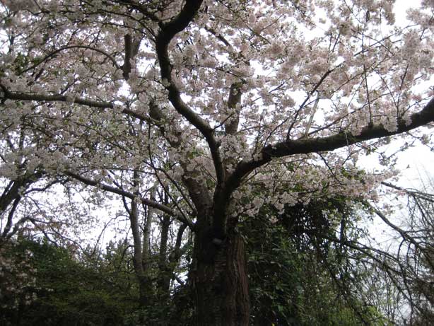 Somei Yoshina cherry tree at Van Dusen Garden April 7 2013